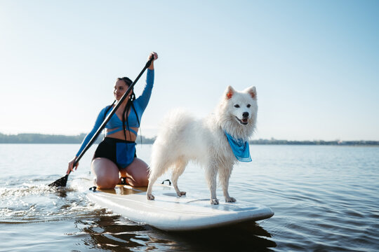 Snow-White Japanese Spitz Dog Standing on Sup Board, Woman Paddleboarding with Her Pet on the City Lake