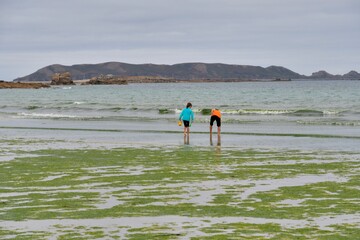 Enfants sur une plage avec des algues vertes