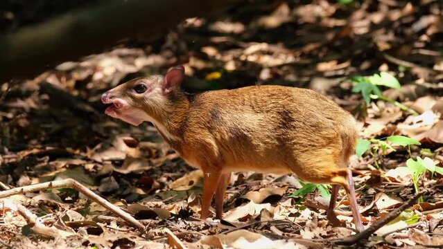 Munching some fallen fruits on the ground in the forest during summer, Lesser Mouse-deer Tragulus kanchil, Khaeng Krachan National Park, Thailand.