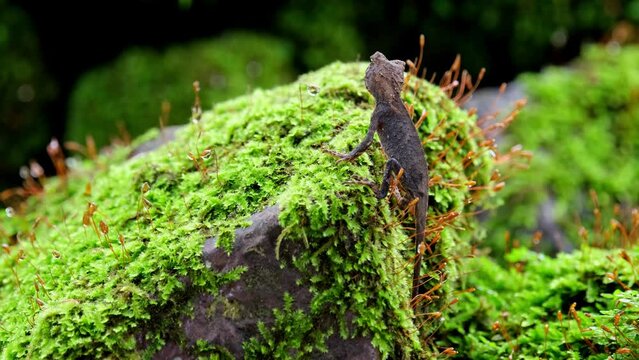 Looking to the left then turns its head to the right while found on a mossy rock, Brown Pricklenape Acanthosaura lepidogaster, Khao Yai National Park.
