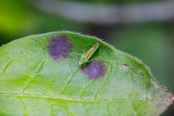 Rhododendron leafhopper (Graphocephala fennahi) adult on a rhododendron leaf
