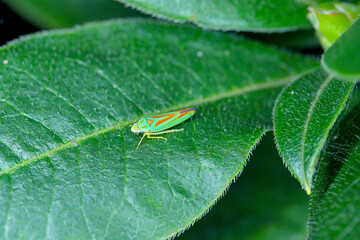 Rhododendron leafhopper (Graphocephala fennahi) adult on a rhododendron leaf