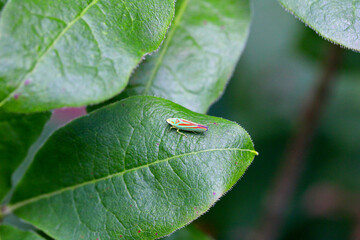 Rhododendron leafhopper (Graphocephala fennahi) adult on a rhododendron leaf