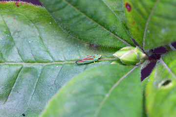 Rhododendron leafhopper (Graphocephala fennahi) adult on a rhododendron leaf