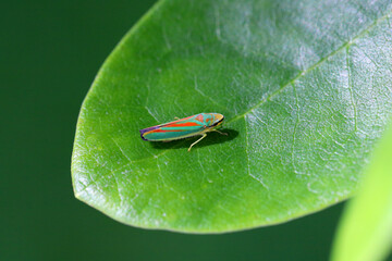 Rhododendron leafhopper (Graphocephala fennahi) adult on a rhododendron leaf