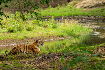wild bengal tiger closeup in charging position with natural scenic green background in outdoor jungle safari at bandhavgarh national park forest tiger reserve madhya pradesh india - panthera tigris