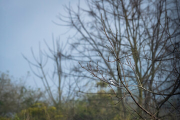 Crested kingfisher or Megaceryle  lugubris perched on branch in winter season at dhikala zone of jim corbett national park wild forest outdoor safari uttarakhand india asia