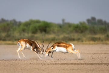 Two wild male blackbuck or antilope cervicapra or indian antelope in action fighting with force and long horns in open natural green background of velavadar National Park Bhavnagar gujrat india asia