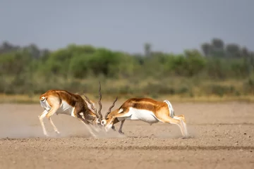 Zelfklevend Fotobehang Antilope Twee wilde mannelijke Blackbuck of antilope cervicapra of Indische antilope in actie vechten met kracht en lange hoorns in open natuurlijke groene achtergrond van Velavadar National Park Bhavnagar Gujrat India Azië
