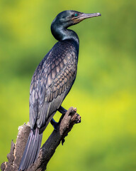 indian cormorant or Indian shag or Phalacrocorax fuscicollis portrait Non breeding bird with blue iris in natural green background at keoladeo national park bird sanctuary bharatpur rajasthan india