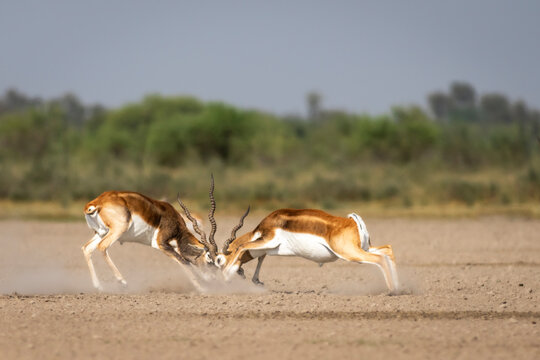 Two wild male blackbuck or antilope cervicapra or indian antelope in action fighting with force and long horns in open natural green background of velavadar National Park Bhavnagar gujrat india asia