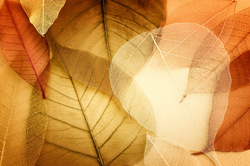 Transparent and delicate leaves over old background - obrazy, fototapety, plakaty