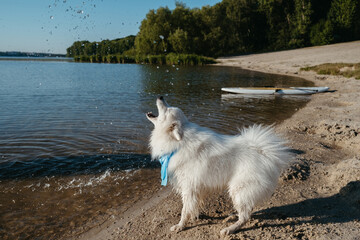 Fototapeta na wymiar Snow-White Dog Breed Japanese Spitz Playing with Water Drops on the City Beach