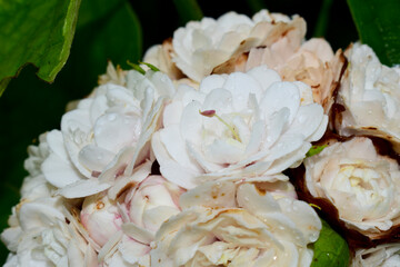 Glory bower (clerodendrum chinense ) or Rose clerodendrum, Burma conehead, lady nugebt's rose