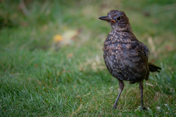 Juvenile Fledgling Blackbird on grass looking alert