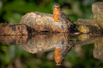 Robin Bird having a bath and bathing in a reflection pool