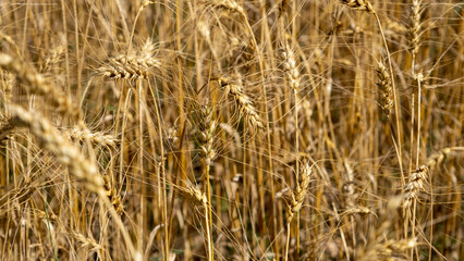 Golden wheat field. Beautiful nature sunset landscape. Meadow wheat field background of ripening ears. Concept of high yield and productive seed industry. Bread crisis in the world.