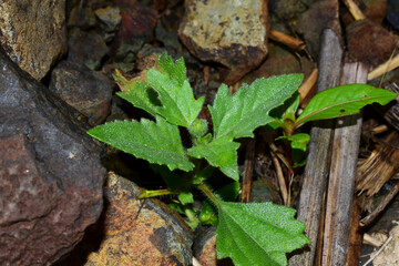 Tridax  procumbens is also used as treatment for boils, blisters and cuts by local healers in parts of India. It is listed as a noxious weed in the United States