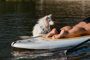 Snow-White Dog Breed Japanese Spitz Swimming in the Lake Water and Trying to Get On the Sup Board...