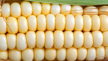 Corn on the cob or corn on the cob close up as a package design element.