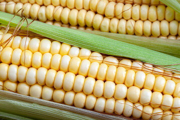 Corn on the cob or corn ears, as a package design element