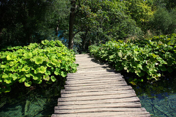 Naklejka premium Pomost nad jeziorem otoczony bujną roślinnością, Plitwickie Jeziora, Chorwacja