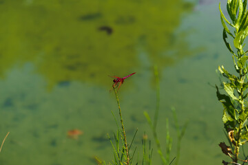 dragonfly on a blade of grass in the morning