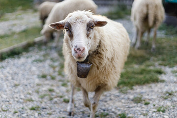 Portrait of a sheep on a farm, an animal with wool.
