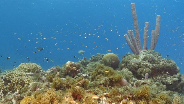 Seascape with various fish, coral, and sponge in the coral reef of the Caribbean Sea, Curacao