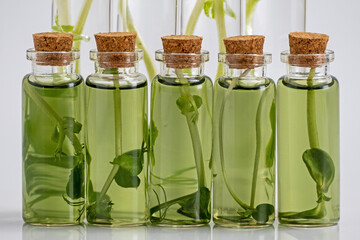 Micro greens or sprouts of raw live sprouting vegetables sprout from organic plant seeds. Concept...