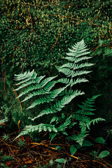 Bracken 