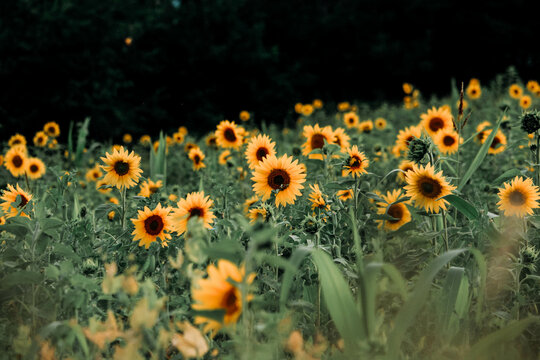 รูปภาพSummersun – เลือกดูภาพถ่ายสต็อก เวกเตอร์ และวิดีโอ166 | Adobe Stock