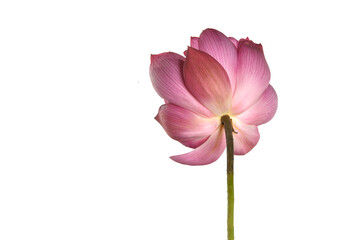 A beautiful Pink lotus flower is isolated on white background.