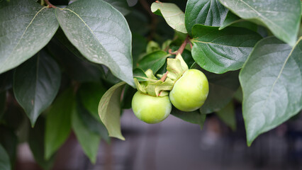 Green cherry plum or apple on branch in garden