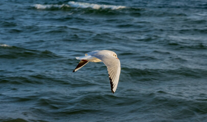 seagull in flight