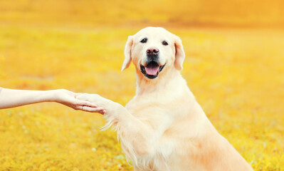 Golden Retriever dog giving paw to hand high five owner woman outdoors training in autumn park