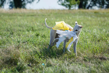 Whippet dog running. Coursing training. The whippet dog pursues the bait