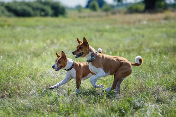 Basenji dog chasing bait in a field