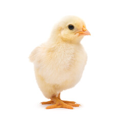 Little chick isolated on white background