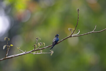 whiskered treeswift (Hemiprocne comata) in rain forests of Peninsular Malaysia.