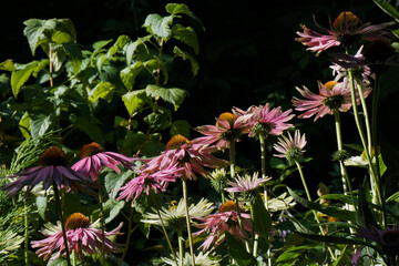 Pink-purple and white echinacea flowers on a dark background. Echinácea purpúrea