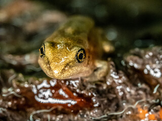 Moorfrosch
