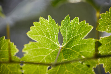 Hoja de vid, parra, vid, uva, vino, hoja