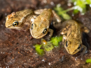 Moorfrosch