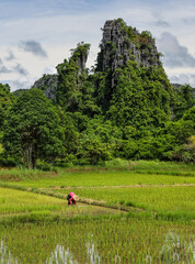 Beautiful  rice field in the countryside of laos.