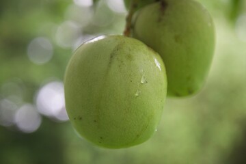 mangue tropicale au lever du jour 