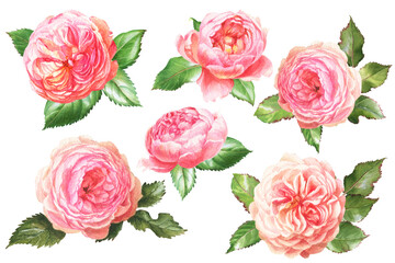 watercolor summer flowers - colorful roses in botanical style