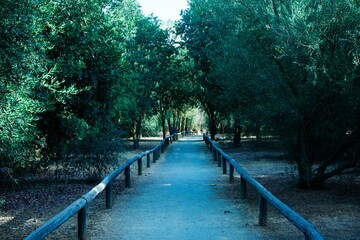 path through the forest on a cold morning