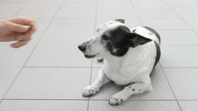 Adorable small black and white dog biting meat stick treat from man's hand.