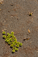 地面へ落ちた未成熟の栗の実